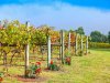 Real Estate and Property in 105 Soho Road, Drysdale, VIC