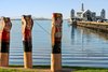 https://images.listonce.com.au/custom/l/listings/11-virginia-street-newtown-vic-3220/624/01818624_img_13.jpg?h31antZGBaU