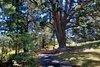 Real Estate and Property in 1150 Burke and Wills Track, Benloch, VIC