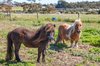 Real Estate and Property in 131-145 Whitcombes Road, Drysdale, VIC
