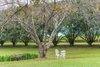 149 Eastview Drive, Orangeville NSW 2570  - Photo 20