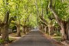 Real Estate and Property in 16 Victoria Avenue, Canterbury, VIC