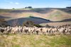 Real Estate and Property in 1629 Hamilton Highway, Murgheboluc, VIC