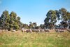 Real Estate and Property in 1629 Hamilton Highway, Murgheboluc, VIC