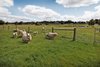 Real Estate and Property in 19 Bowyers Road, Woodend, VIC