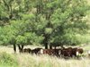 https://images.listonce.com.au/custom/l/listings/20-gammons-road-wy-yung-vic-3875/319/00853319_img_10.jpg?dbDhCYpnSBQ