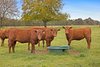 Real Estate and Property in 209 Boundary Road, Romsey, VIC