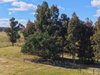 https://images.listonce.com.au/custom/l/listings/236b-clifton-west-road-wy-yung-vic-3875/731/01950731_img_07.jpg?euLWvmFRHbY