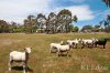 Real Estate and Property in 239 Blackhill  Road, Kyneton, VIC