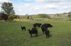 Real Estate and Property in 259 Back Glenlyon Road, Glenlyon, VIC