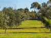 Real Estate and Property in 275 Fyansford-Gheringhap Rd , Fyansford, VIC