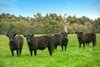 Real Estate and Property in 2904-2940 Cape Otway Road, Winchelsea, VIC