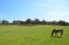 Real Estate and Property in 292 Chapmans Road, Toolern Vale, VIC