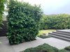 https://images.listonce.com.au/custom/l/listings/3-fernery-grove-newtown-vic-3220/770/00915770_img_09.jpg?QG86TLmOj04
