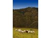 Real Estate and Property in 3 Pickwood
close , Montrose, VIC