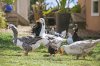 Real Estate and Property in 32-40 Church Road, Bellarine, VIC