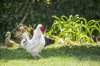 Real Estate and Property in 32-40 Church Road, Bellarine, VIC