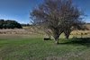 Real Estate and Property in 36 Saunders Road, Newham, VIC