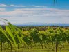 Real Estate and Property in 45 Soho Road, Drysdale, VIC