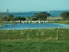 Real Estate and Property in 62-170 Manifold Road, Swan Bay, VIC