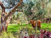 Real Estate and Property in 65 Addiscott Road, Bells Beach, VIC