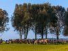 Real Estate and Property in 680 Cnr Ghazeepore Roads & Blackgate Roads , Freshwater Creek, VIC