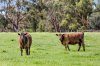 Real Estate and Property in 70 Hardings Road, Wallington, VIC