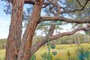 https://images.listonce.com.au/custom/l/listings/864-cabbage-tree-conran-road-marlo-vic-3888/529/01452529_img_29.jpg?UFrycoeO1Qw