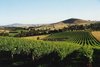 Real Estate and Property in Allinda Winery - 119 Lorimers Lane, Dixons Creek, VIC
