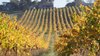Real Estate and Property in Allinda Winery - 119 Lorimers Lane, Dixons Creek, VIC