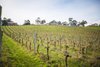 Real Estate and Property in Allinda Winery - 119 Lorimers Lane, Dixons Creek, VIC