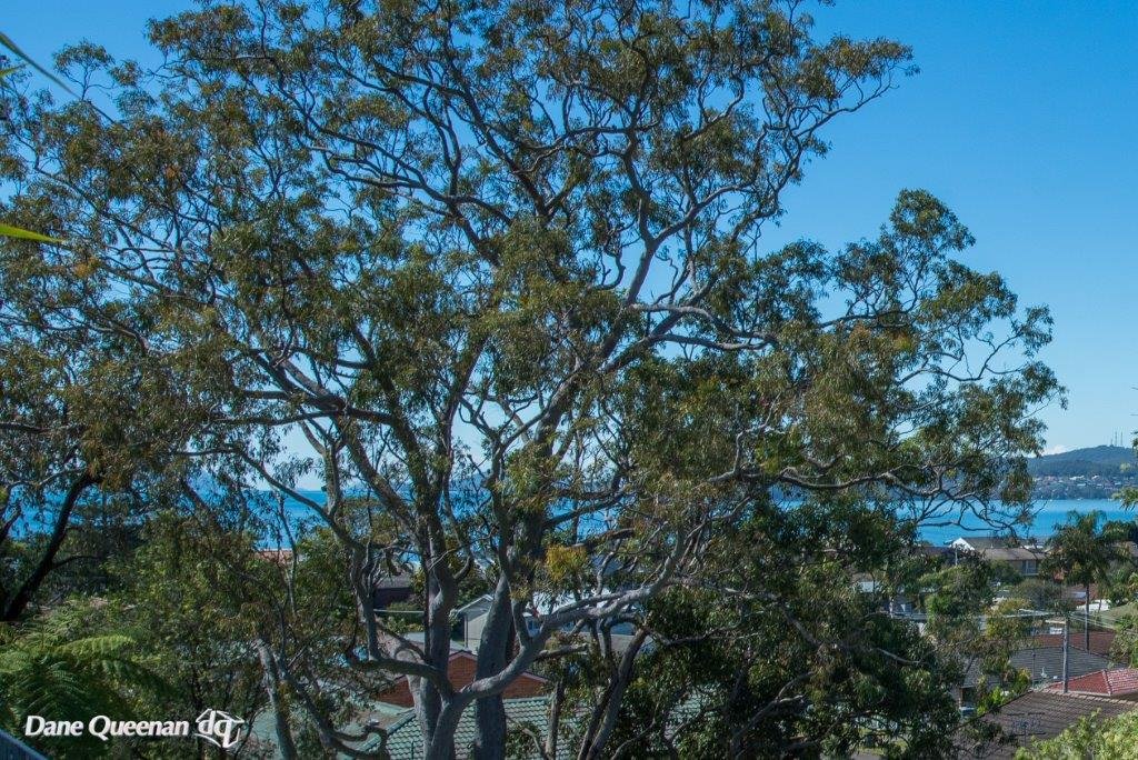 1 & 2/8 Waratah Avenue SALAMANDER BAY 19