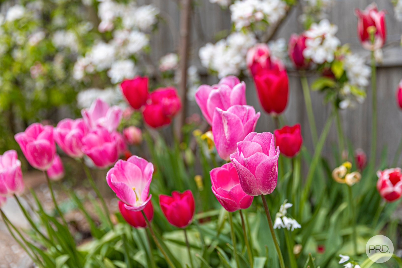 1 Joseph Court ALFREDTON 2