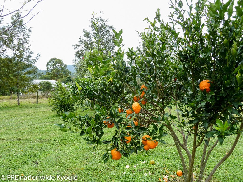 1 Sherwood Street OLD GREVILLIA 8