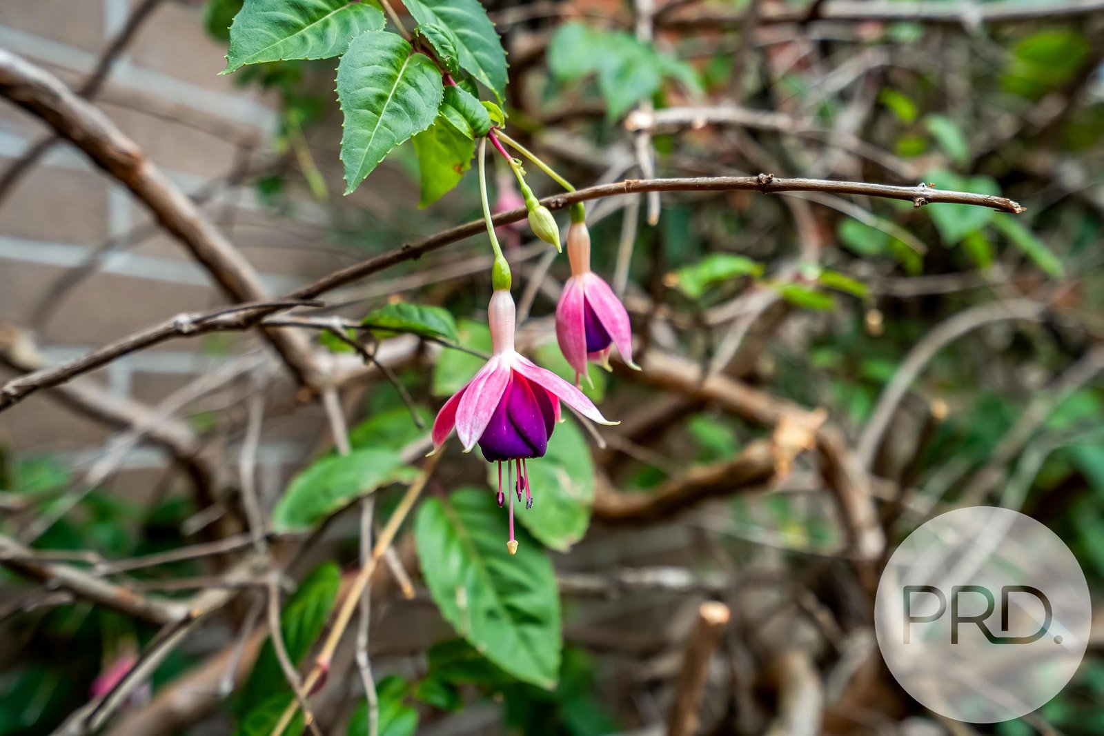 10 Faraday Street WEST HOBART 25