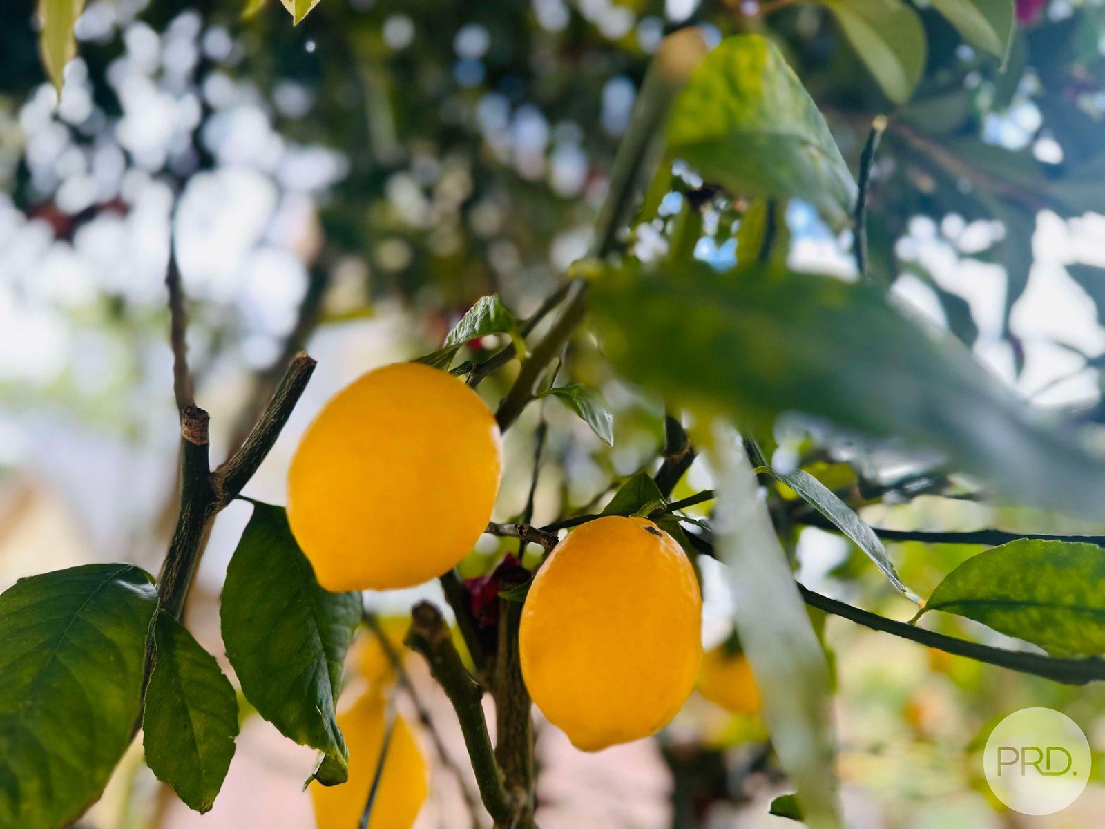 10 Power Street TUMBARUMBA 25