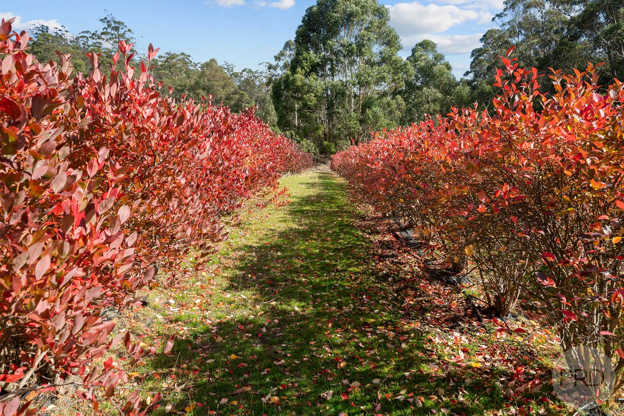 10 Pregnells Road ALLENS RIVULET 32