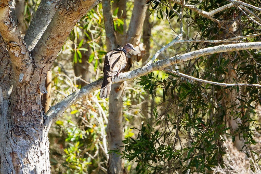 10 Seacrest Drive WONDUNNA 14