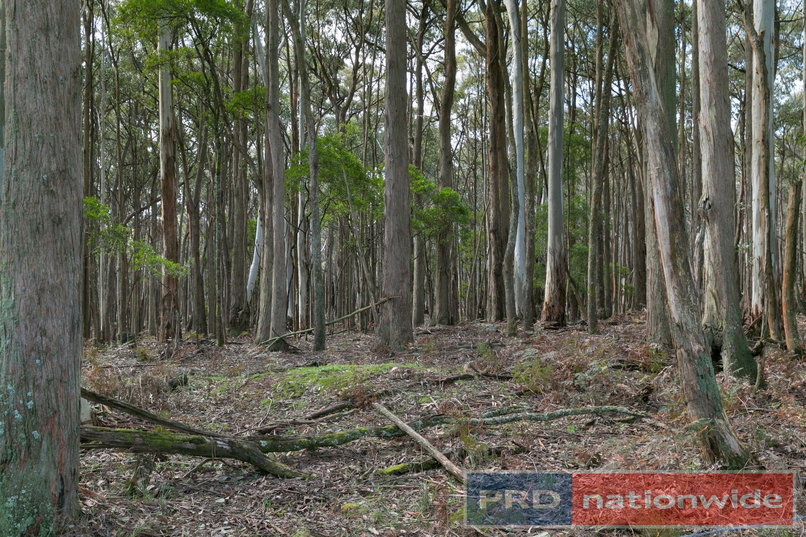 100 Gleesons Road MOLLONGGHIP 15