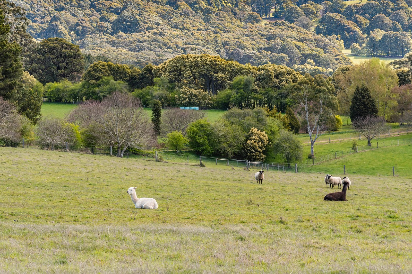 Real Estate and Property in 1010 Romsey Road, Hesket, VIC