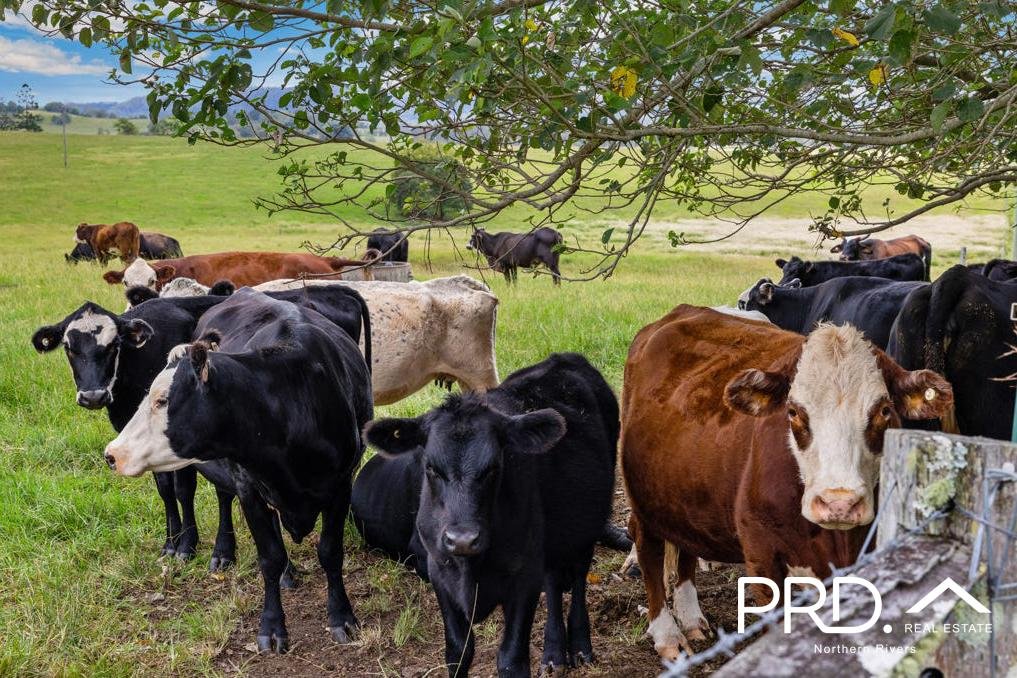 1015 Bruxner Highway MCKEES HILL 9