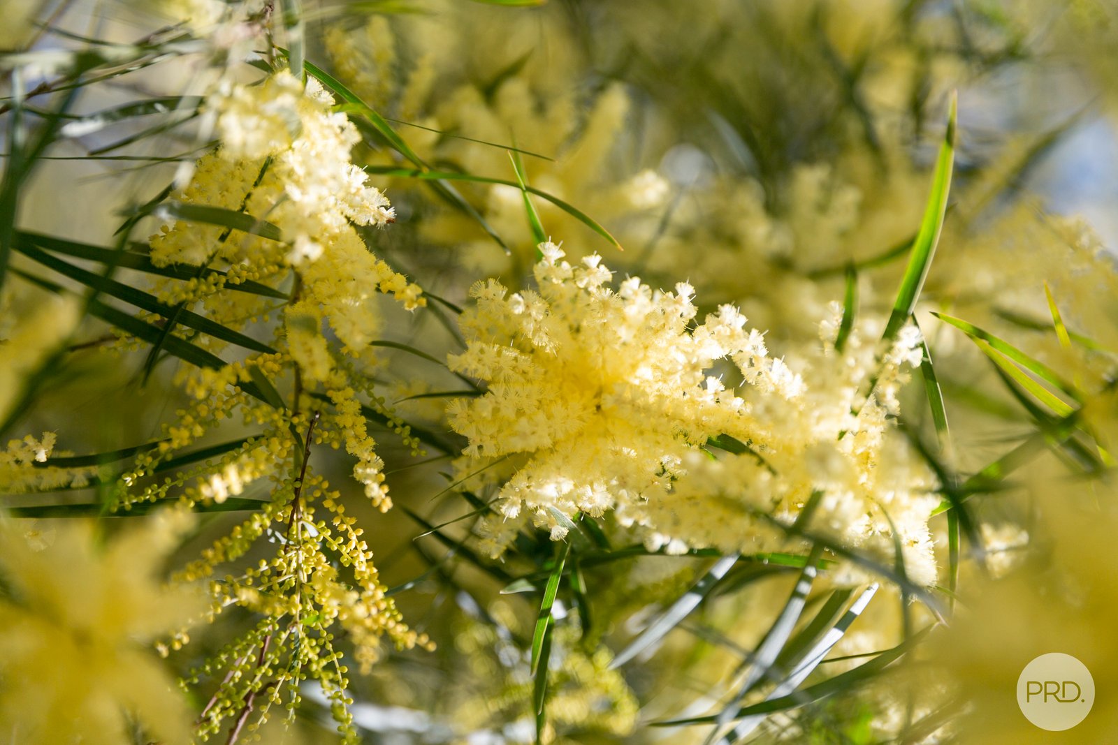 103 Diamond Gully Road MCKENZIE HILL 17