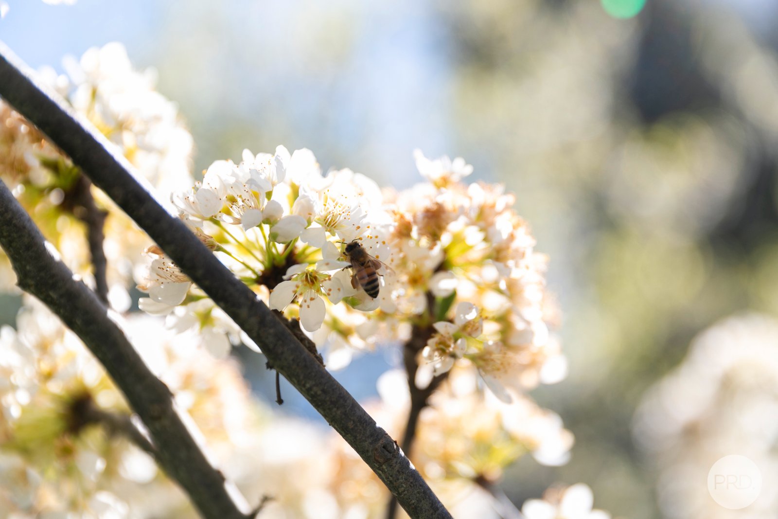 103 Diamond Gully Road MCKENZIE HILL 18