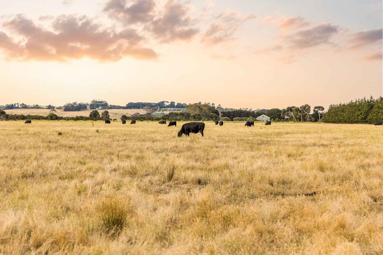 Real Estate and Property in 1030 Surf Coast Highway, Mount Duneed, VIC