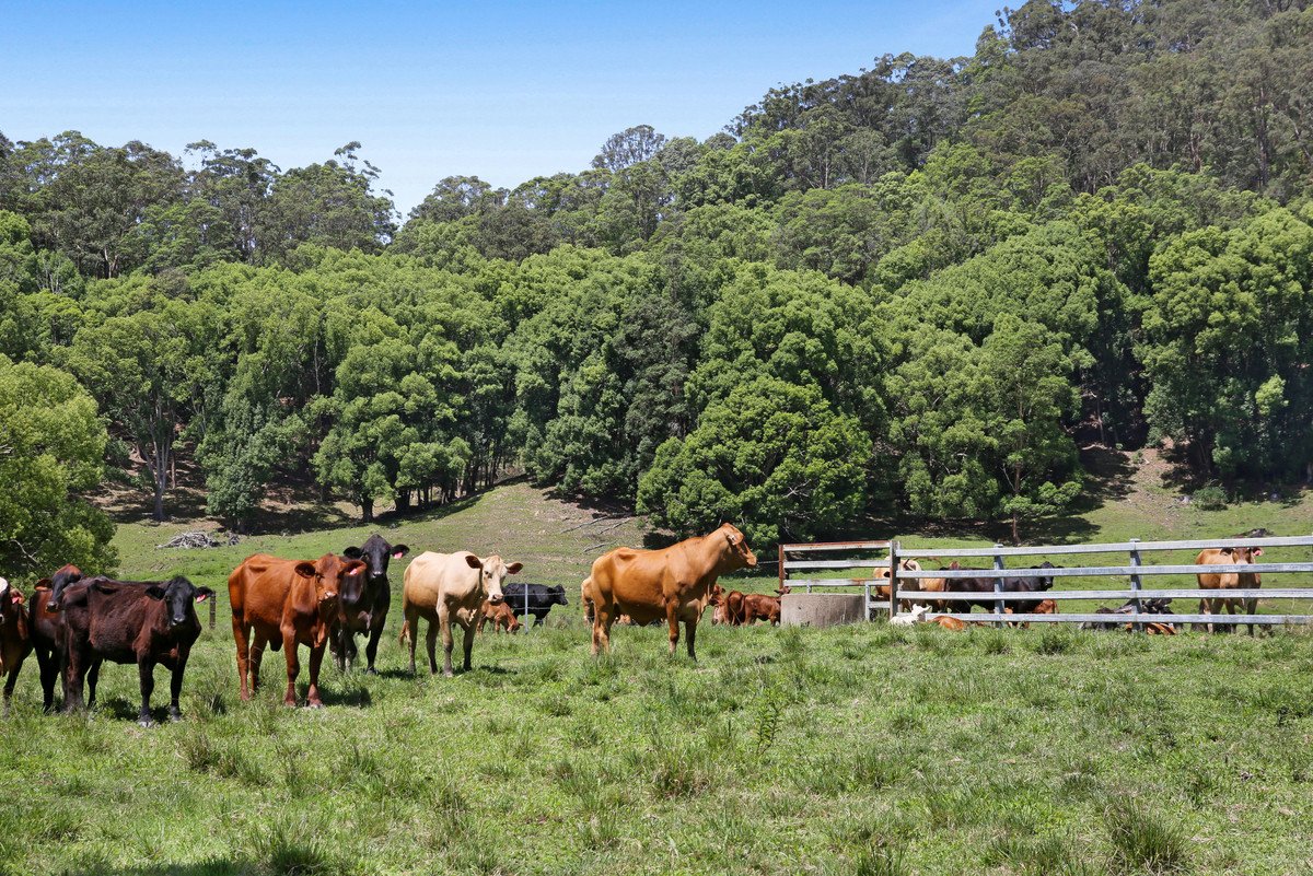 1039 Currumbin Creek Road Currumbin Valley 5