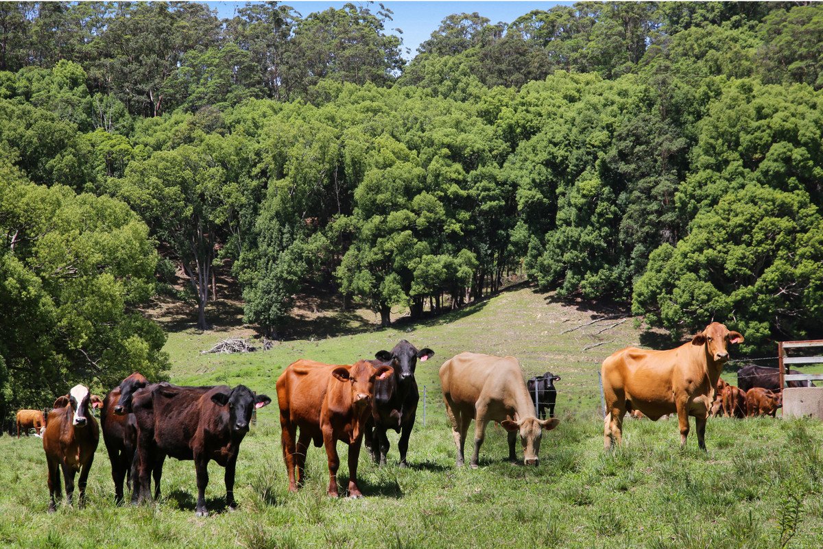 1039 Currumbin Creek Road Currumbin Valley 6