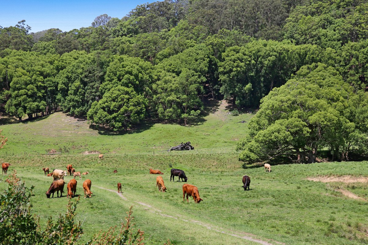 1039 Currumbin Creek Road Currumbin Valley 12