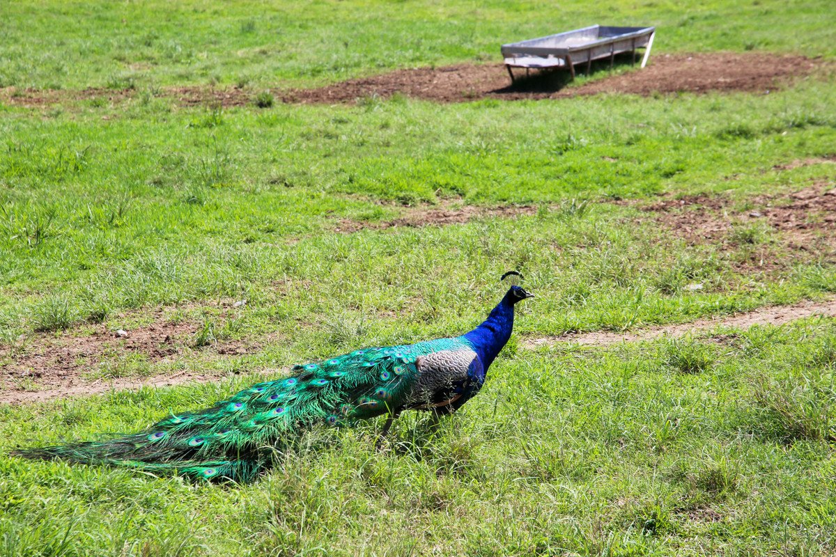1039 Currumbin Creek Road Currumbin Valley 25