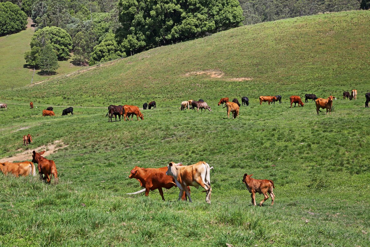 1039 Currumbin Creek Road Currumbin Valley 26