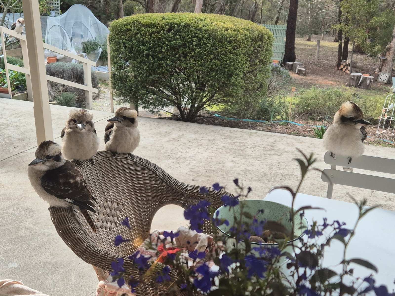 Real Estate and Property in 104 Royal Parade, Riddells Creek, VIC